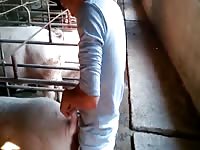 Fuck Pig Gaybeast.Com - Beastiality Sex Porn Movie