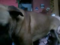 Fuck Suck Male Dog Gaybeast - Bestiality Porn Movie