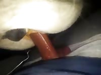Fuckin A Tight Pony Mare Gaybeast Rip - Bestiality Sex