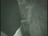 Fuckin Lama Pussy Gay Beast Com - Animal Sex Tube