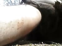 Fucking A Female Boxer Gaybeast Rip - Animal Sex Tube