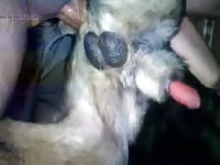 Fucking Dog 4 Gaybeast.Com - Beastiality XXX Sex Video