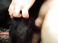 Fucking Dog 5 Gay Beast Com - Beastiality Sex