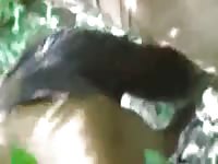 Fucking Mare In The Woods Gaybeast - Bestiality Porn Tube