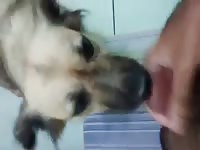 Fucking My Dog 1st Try Gay Beast Com - Animal Porn Movie