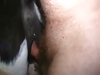 Fucking White And Black Mare Gaybeast - Zoo Xxx Porn Movie