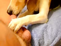 Fun With Dick Gaybeast Rip - Beastiality Sex Movie