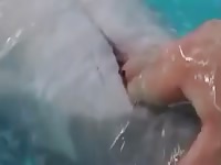 Fun With Dolphin Pussy Gaybeast.Com - Beastiality Sex Video