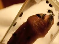 Fun With Flies Gaybeast.Com - Beastiality Sex Porn Movie