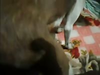 Funnn Gaybeast Rip - Animal Sex Tube