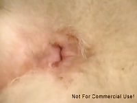 Fuzzybutt Love 2 Gaybeast.Com - Animal Porn Movie