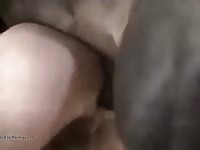 Gay Dando Al Caballo Gaybeast Rip - Zoo Xxx Porn Movie