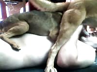 Gaybeast.Com 1 Boy 2 Dog Gay Zoo Porn Petlust Men Fuck Animals