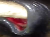 Gaybeast Rip 1883 Orgams Mare Pussy - Animal Porn Video