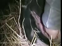 Gaybeast.Com 221cow Sex Gay Zoo Porn Petlust Men Fuck Animals