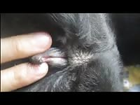 Gaybeast Rip Aluzky Fingering A Girl Gay Zoo Porn Petlust Men Fuck Animals