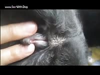 Gaybeast.Com Aluzky Fingering A Lust - Beastiality XXX Porn