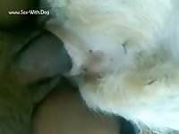 Gay Beast Com Big Black 1634 On Goat Pussy - Beastiality Porn