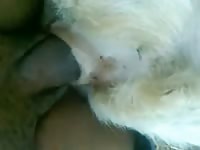 Gaybeast Rip Big Black Dick On Goat Pussy Gay Zoo Porn Petlust Men Fuck Animals