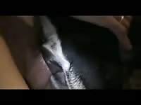 Gaybeast Black Dog Gay Zoo Porn Petlust Men Fuck Animals