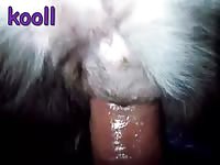 Gay Beast Com Collie Woman Gay Zoo Porn Petlust Men Fuck Animals