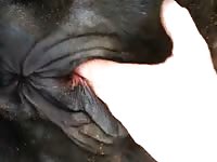 Gaybeast Rip Cow Pee And Fist Gay Zoo Porn Petlust Men Fuck Animals