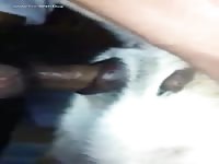 Gaybeast.Com Cuming Inside - Bestiality Sex Video
