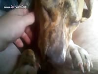 Gay Beast Com Dane Bj - Animal Sex Video