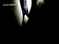 Gay Beast Com Dog Being Fucked - Bestiality Sex Video