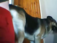 Gaybeast Dog Femele Funk Gay Zoo Porn Petlust Men Fuck Animals