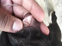 Gaybeast Rip Dog Pussy In Heat 1 - Beastiality Sex