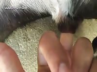 Gay Beast Com Dog Pussy In Heat 3 - Beastiality Sex Tube