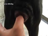 Gaybeast Rip Dog Pussy In Heat 4 - Bestiality Porn
