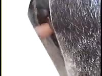 Gay Beast Com Donkey Fucking 2 Gay Zoo Porn Petlust Men Fuck Animals
