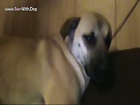 Gaybeast Rip Enjoying Sex - Animal Sex Movie