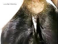 Gay Beast Com Exqsito - Zoo Xxx Porn Tube
