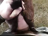 Gaybeast Female Goat Gay Zoo Porn Petlust Men Fuck Animals