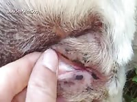 Gay Beast Com Female Lab Fingering - Beastiality Porn Tube