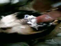 Gaybeast Rip Finger Bang - Beastiality Porn Video