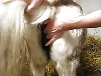 Gaybeast Rip Fingered Mare Gay Zoo Porn Petlust Men Fuck Animals
