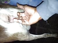 Gaybeast.Com Goat In Heat