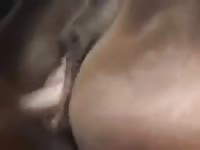 Gaybeast Rip Great Mare Gay Zoo Porn Petlust Men Fuck Animals