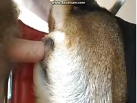 Gaybeast.Com Gsd Girl Getting It Nice In Her Tight Pussy Gay Zoo Porn Petlust Men Fuck Animals