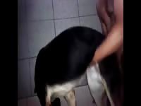 Gay Beast Com Gsd Gives Blowjob And Gets Fucked Gay Zoo Porn Petlust Men Fuck Animals