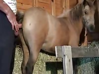 Gaybeast Guy Fucks Super Hot Mare