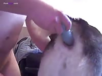 Gaybeast Husky 1108 3