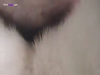 Gay Beast Com Husky Fuck 2