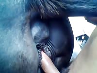 Gaybeast.Com I Fucked A Horse Named Maurice Gay Zoo Porn Petlust Men Fuck Animals