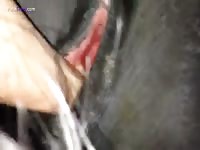 Gaybeast Japanese Mare