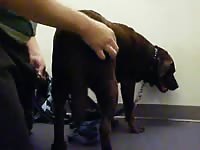 Gaybeast.Com Madie We Make Love 001 Gay Zoo Porn Petlust Men Fuck Animals